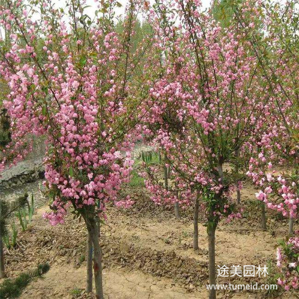 福建西府海棠基地圖片