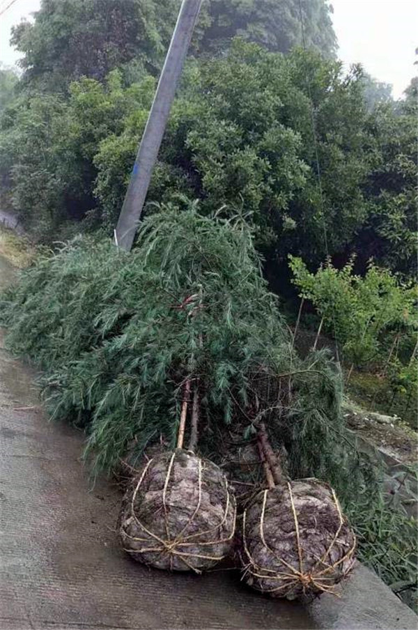 雪松適合秋季種植嗎？