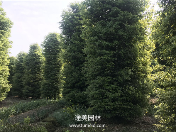 楨楠樹(shù)的種植繁殖方法【精】