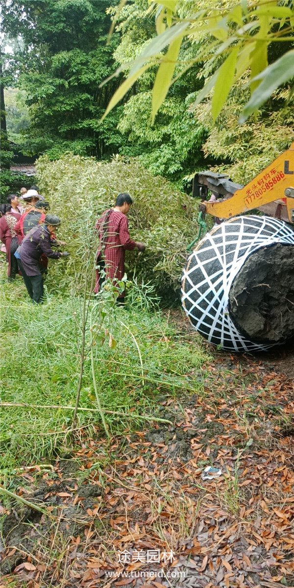 金絲楠圖片