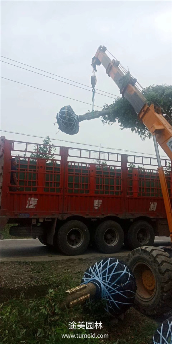 楨楠樹(shù)的種植繁殖方法【精】