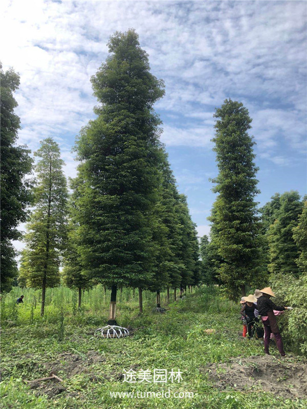 楨楠樹(shù)的種植繁殖方法【精】