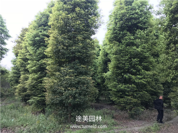 楨楠樹(shù)的種植繁殖方法【精】