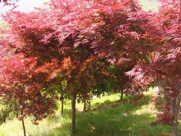 中國(guó)紅楓基地實(shí)拍圖片