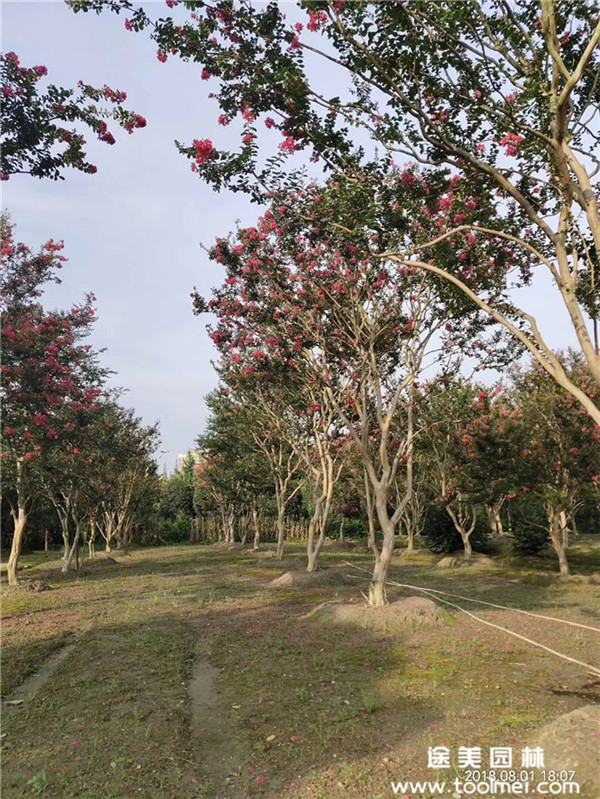 成都紫薇基地實(shí)拍圖