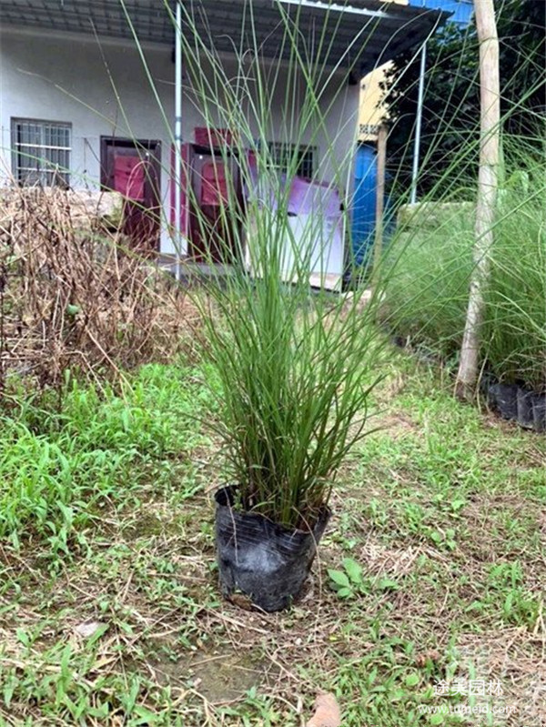 成都細(xì)葉芒基地實(shí)拍圖