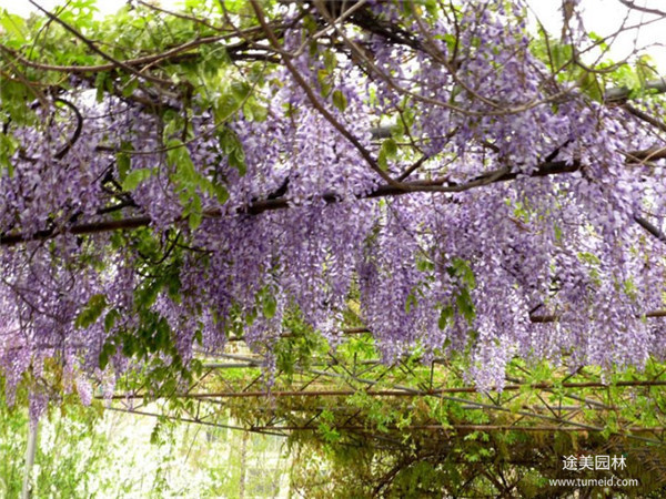 紫藤苗圃基地紫藤實拍圖