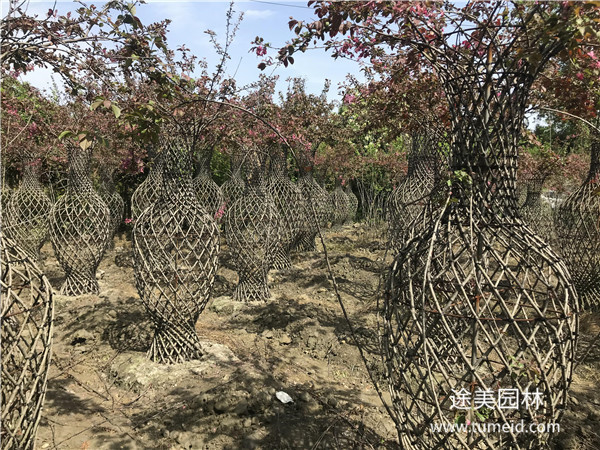 海棠花瓶基地哪家好？